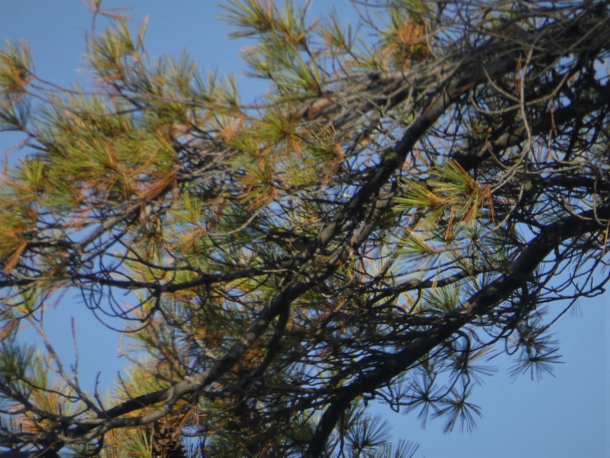 Pine Warbler - ML609706938