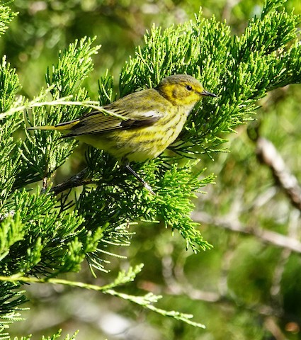 Cape May Warbler - Kathleen Horn