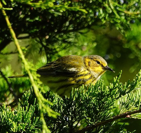 Cape May Warbler - Kathleen Horn