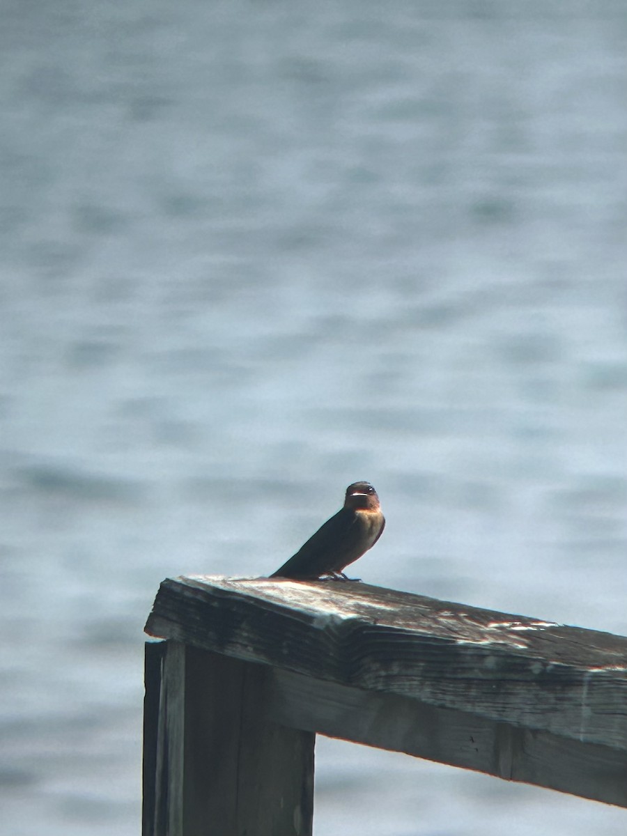 Pacific Swallow - ML609707220