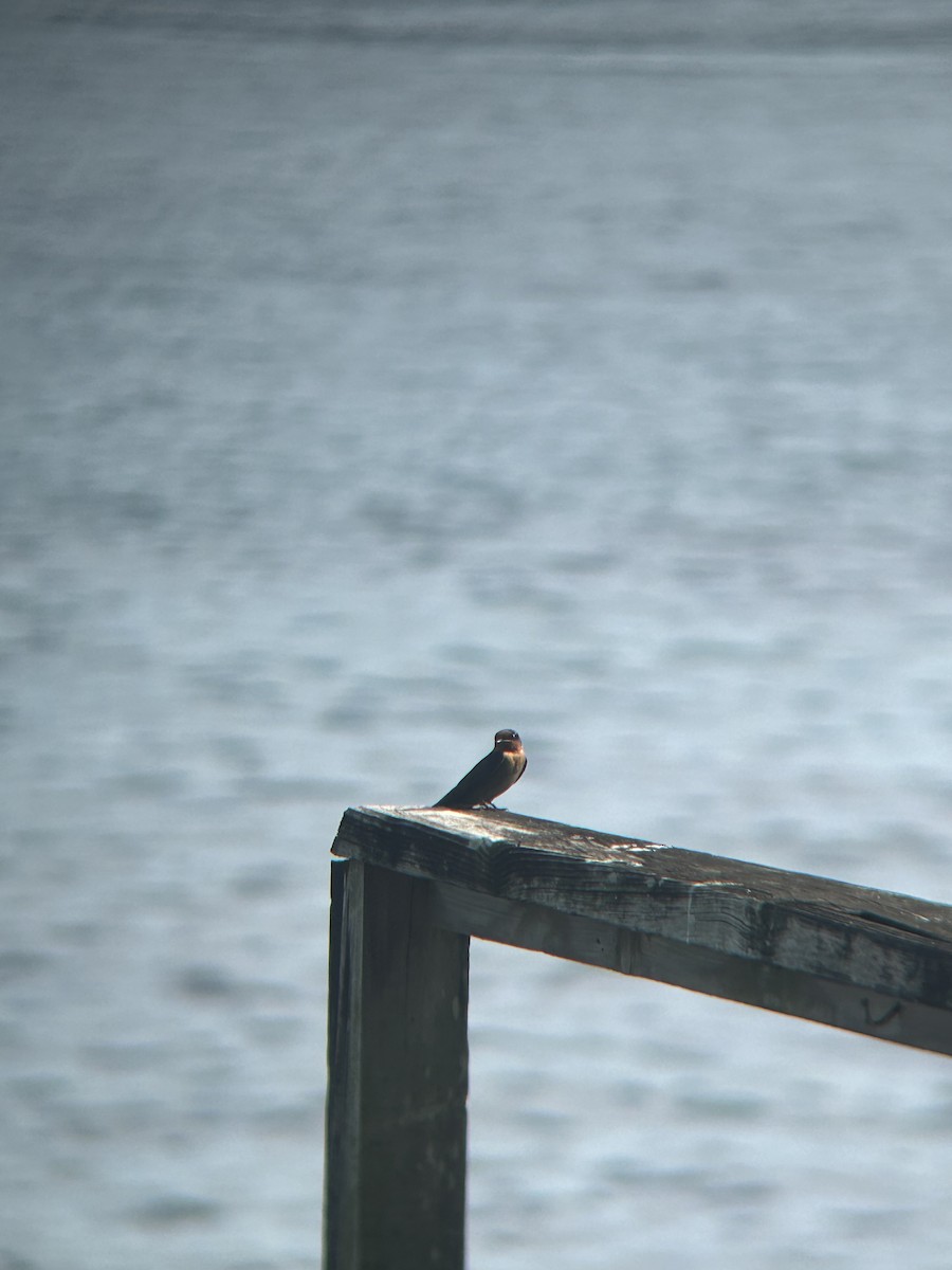 Pacific Swallow - ML609707221