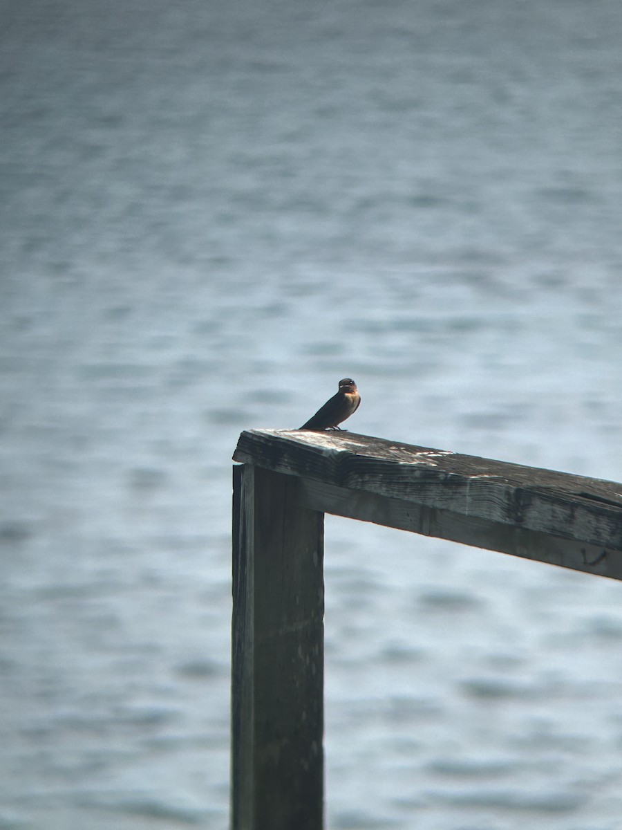Pacific Swallow - ML609707222