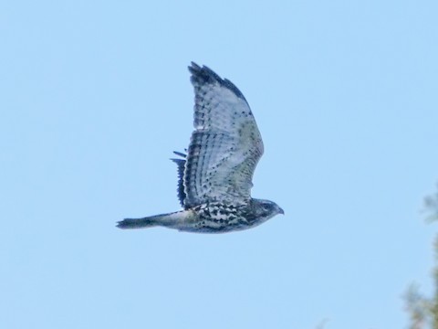 Broad-winged Hawk - Roger Horn