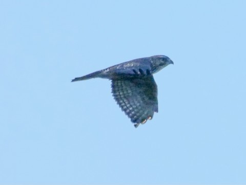 Broad-winged Hawk - Roger Horn