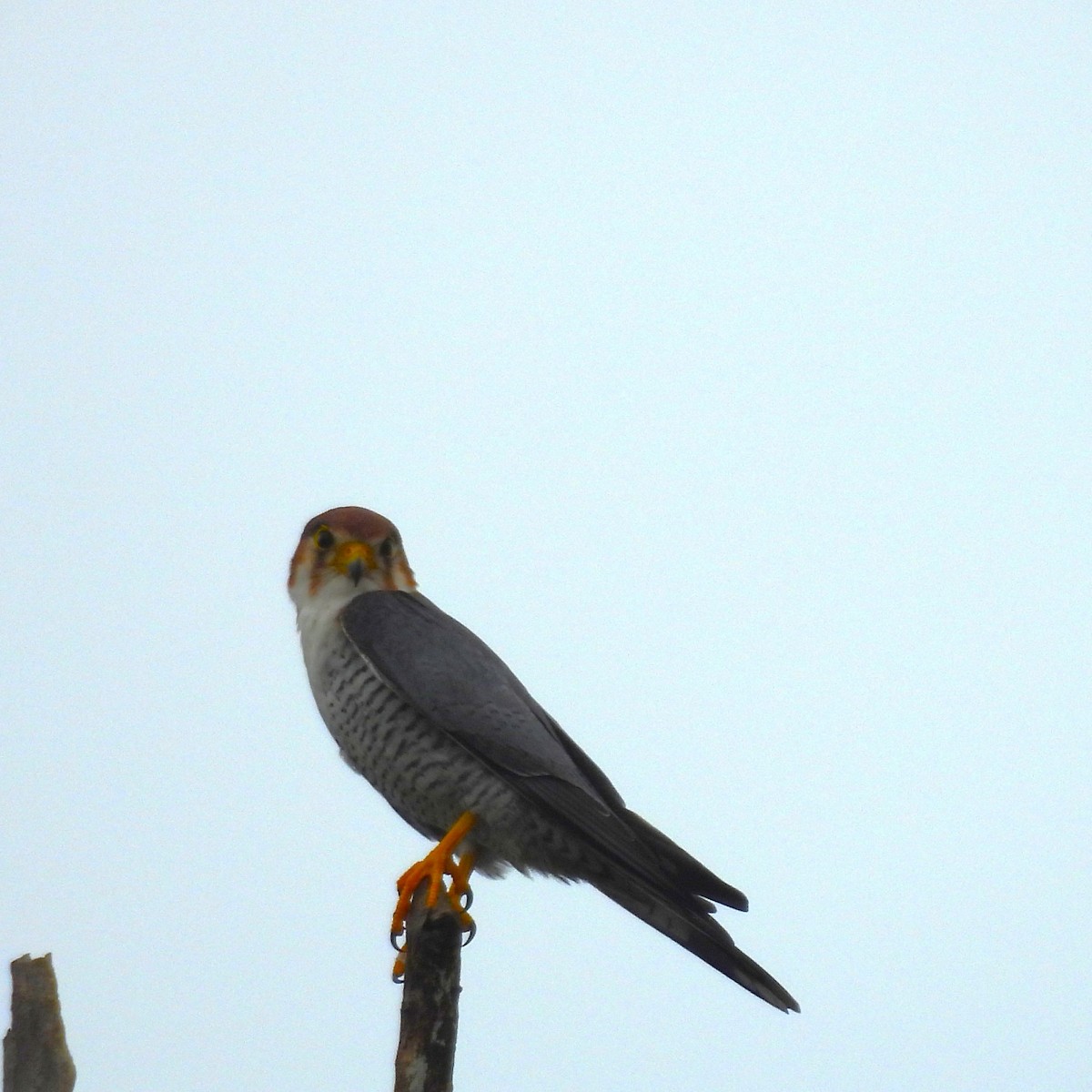 Red-necked Falcon - ML609707312