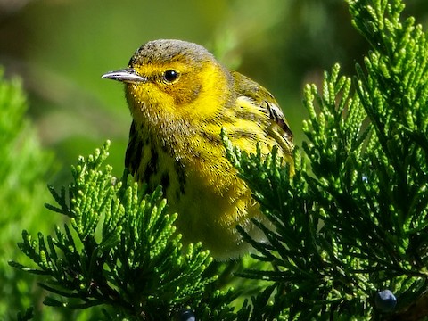 Cape May Warbler - Roger Horn