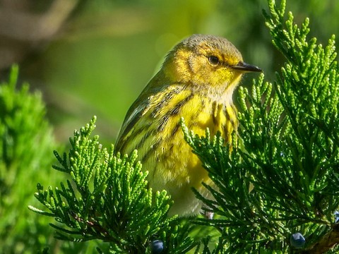 Cape May Warbler - Roger Horn