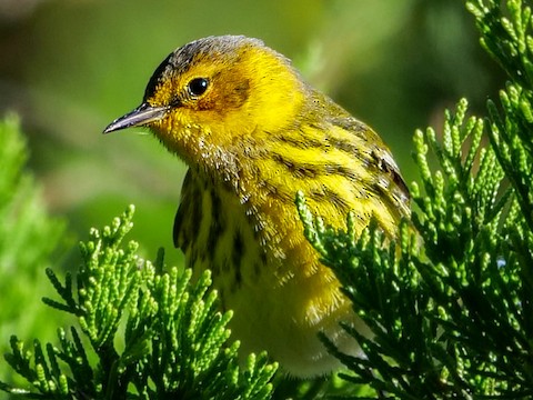 Cape May Warbler - Roger Horn