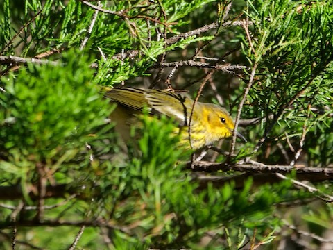Cape May Warbler - Roger Horn