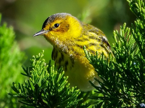 Cape May Warbler - Roger Horn