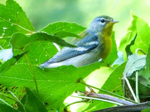 Northern Parula - Roger Horn