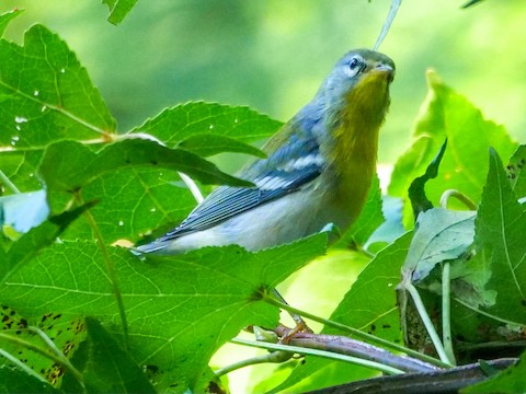 Northern Parula - Roger Horn