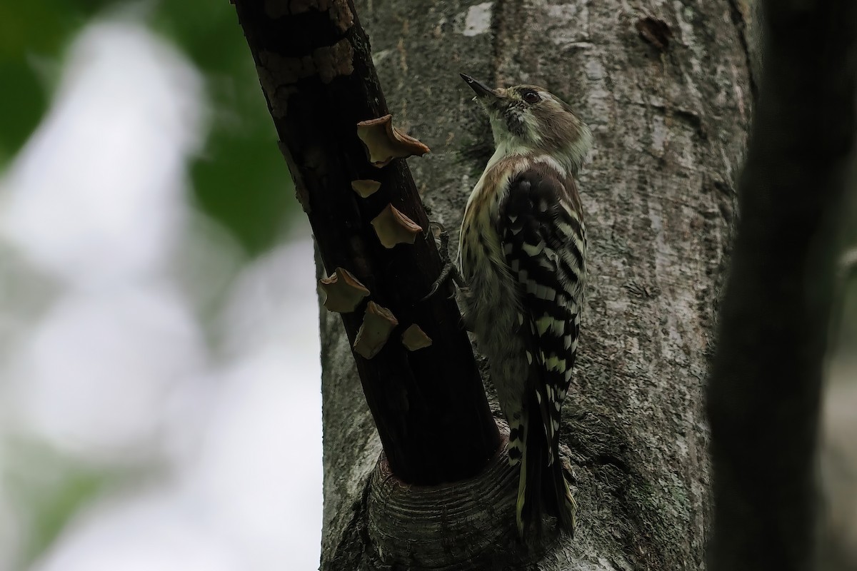 Japanese Pygmy Woodpecker - ML609707533