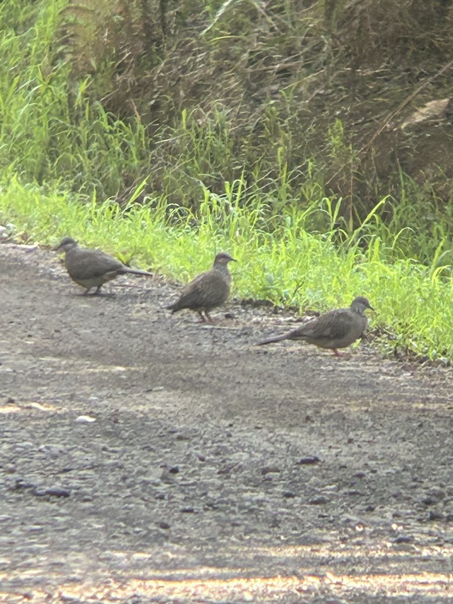 Spotted Dove - ML609707576