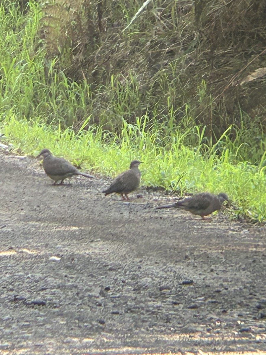 Spotted Dove - ML609707578