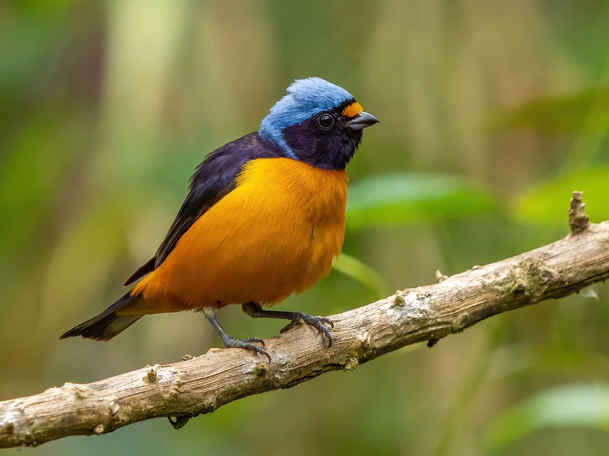 Hispaniolan Euphonia - Chlorophonia musica - Birds of the World