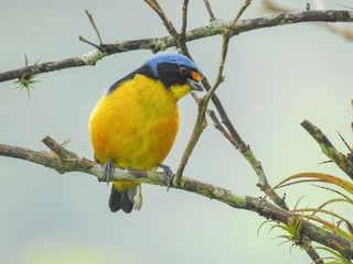 Puerto Rican Euphonia - Chlorophonia sclateri - Birds of the World