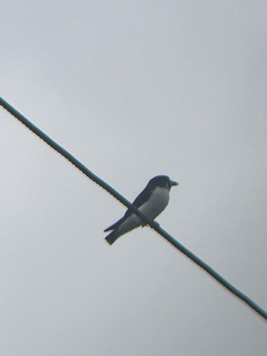 Fiji Woodswallow - ML609707899