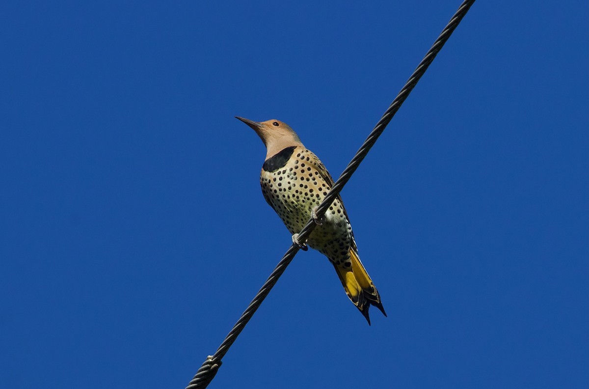 Northern Flicker (Yellow-shafted) - ML609708004