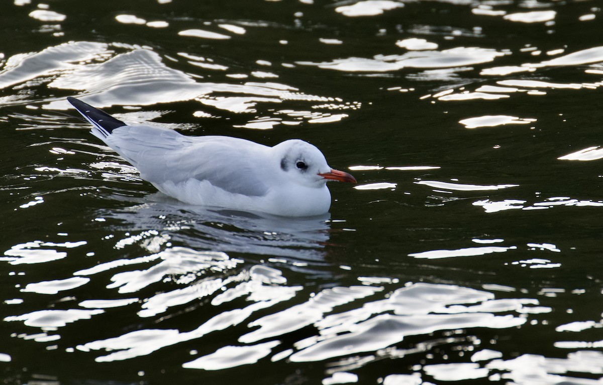 Mouette rieuse - ML609708307
