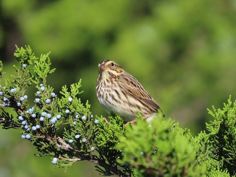 Savannah Sparrow - Ruth Bergstrom