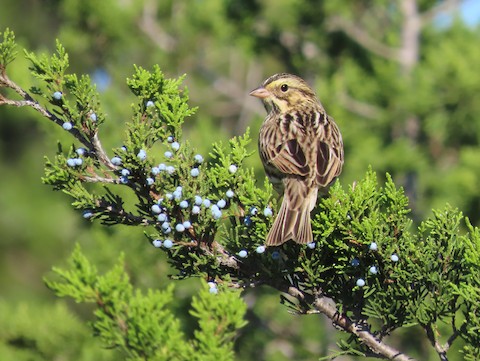 Savannah Sparrow - Ruth Bergstrom