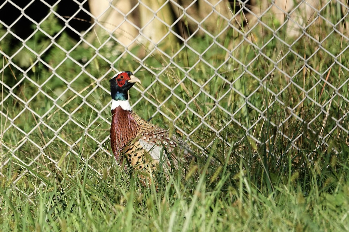 Ring-necked Pheasant - ML609708623