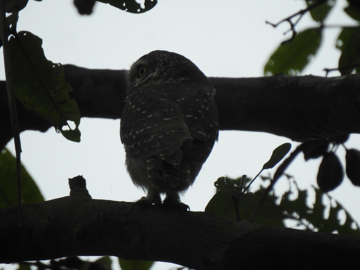 Spotted Owlet - ML609709324