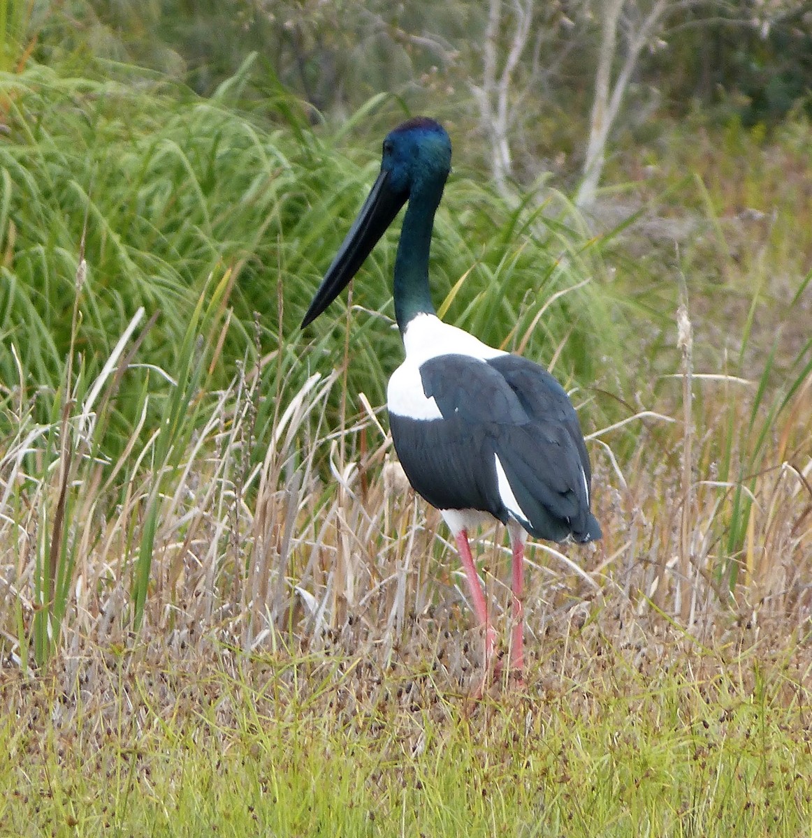 Black-necked Stork - Neil Humphris