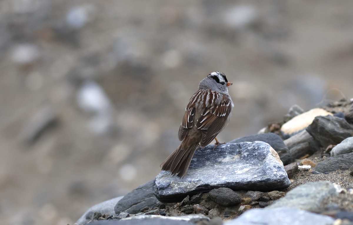 White-crowned Sparrow - ML609709661