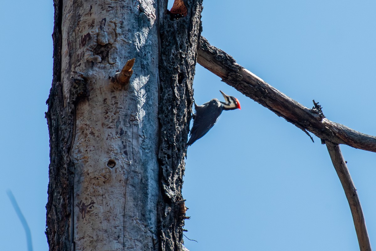 Pileated Woodpecker - Brent Reed