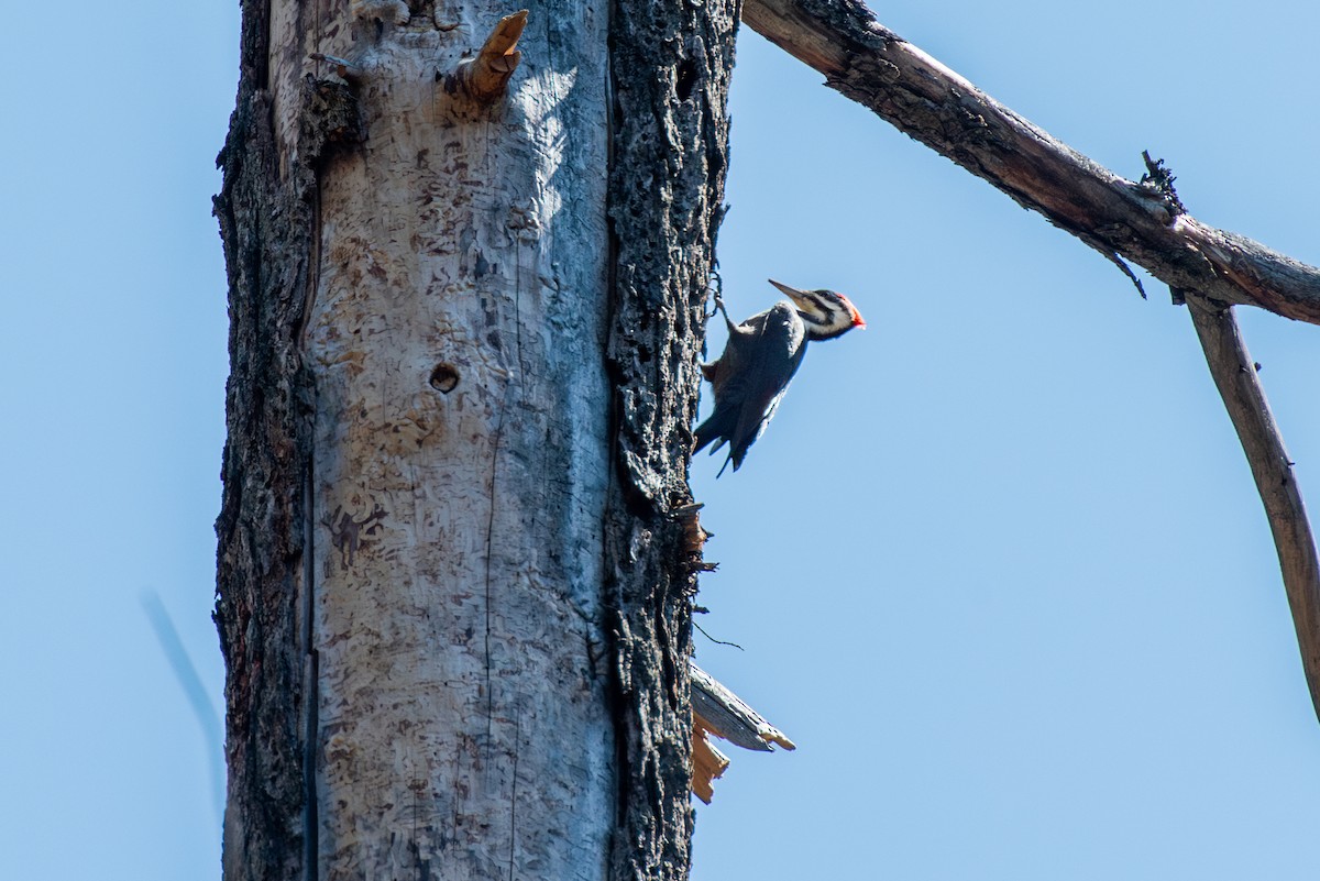 Pileated Woodpecker - ML609709663