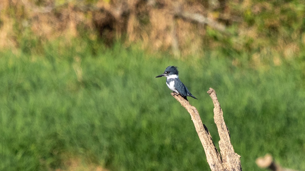 Belted Kingfisher - ML609709700