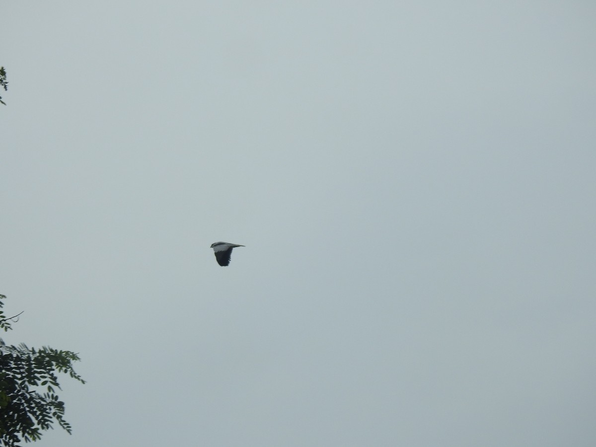 Black-winged Kite - ML609709715