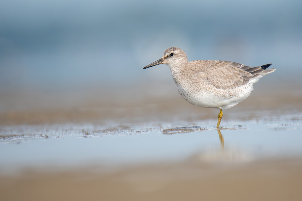 Red Knot - ML609709808