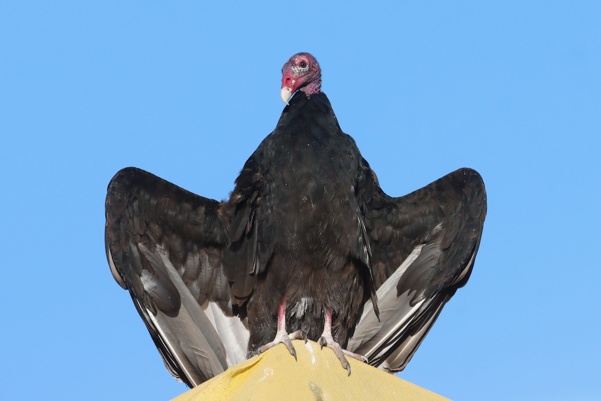 Turkey Vulture - ML609709908