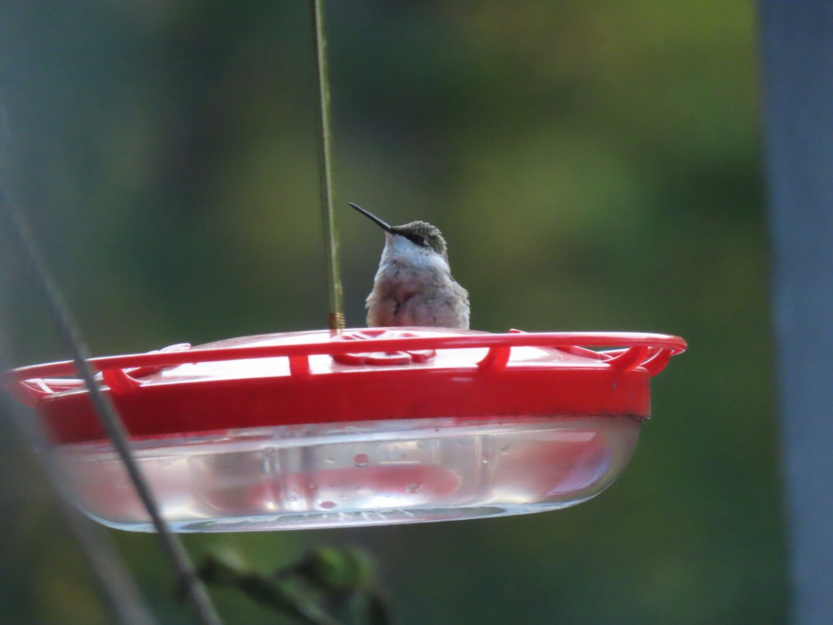 Ruby-throated Hummingbird - ML609710199