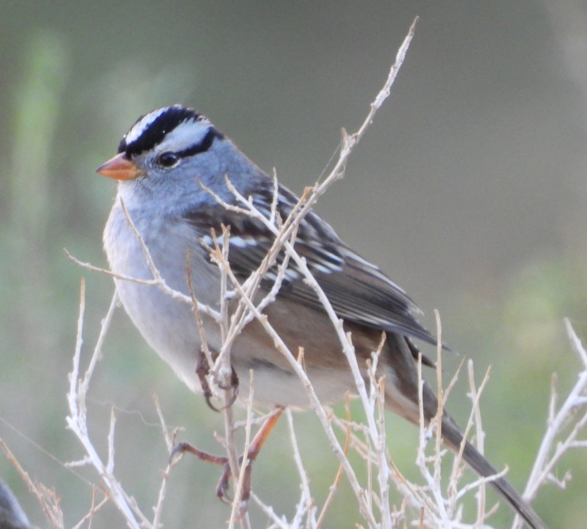 White-crowned Sparrow - ML609710297