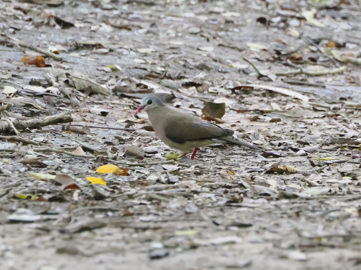 Blue-spotted Wood-Dove - ML609710487