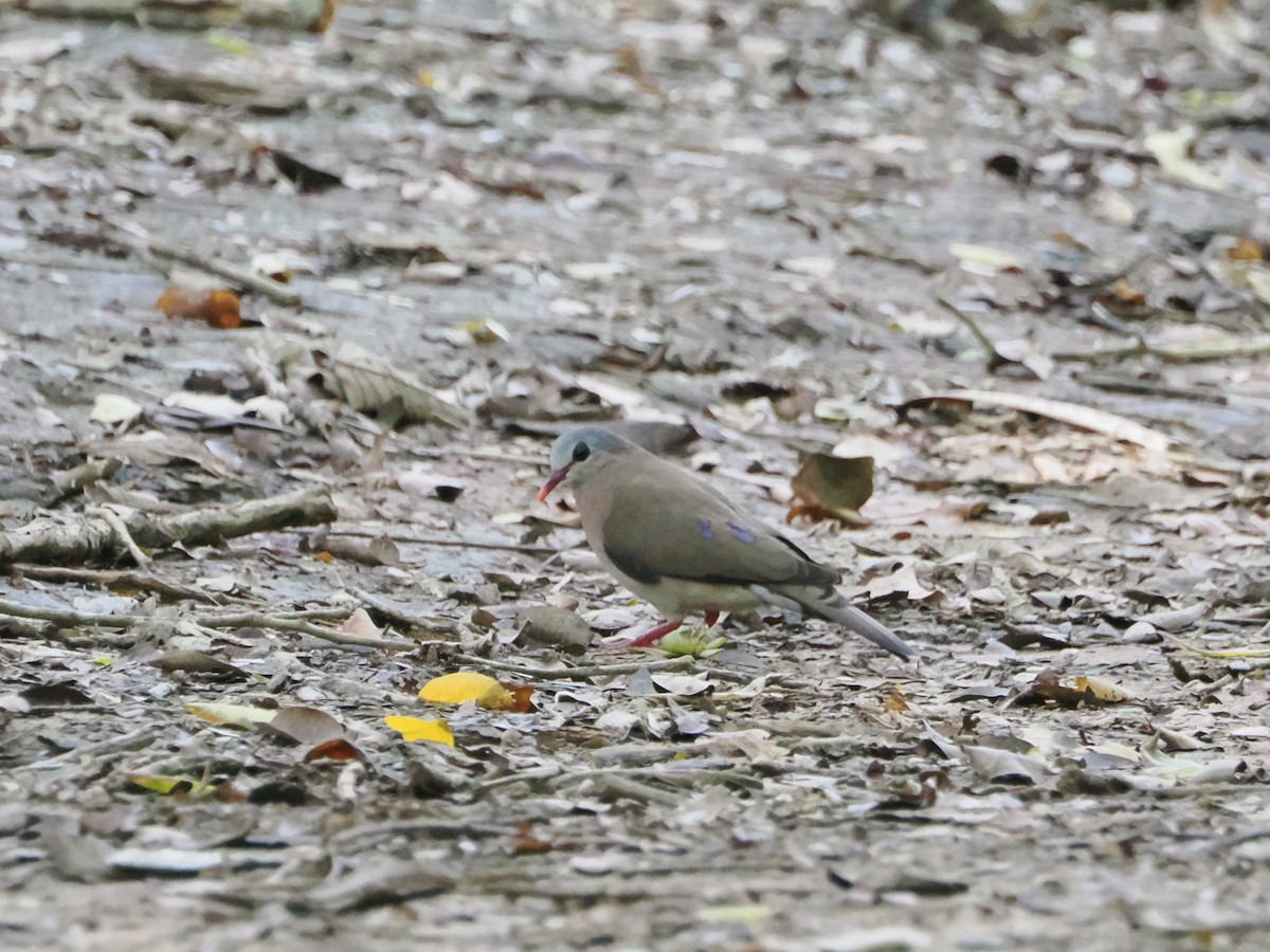 Blue-spotted Wood-Dove - ML609710488