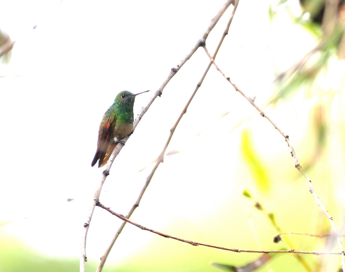 Berylline Hummingbird (Northern) - ML609710577