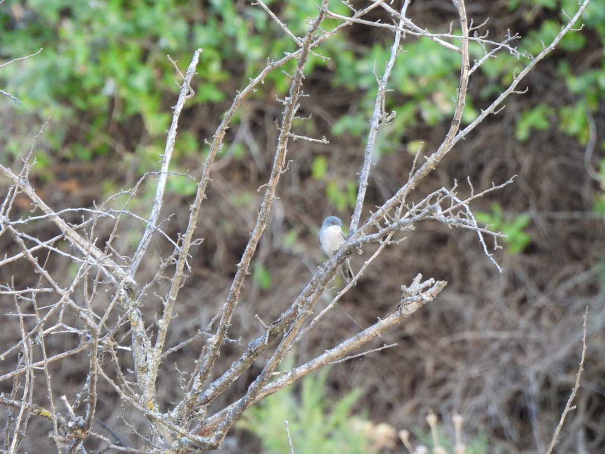 Sardinian Warbler - ML609710918