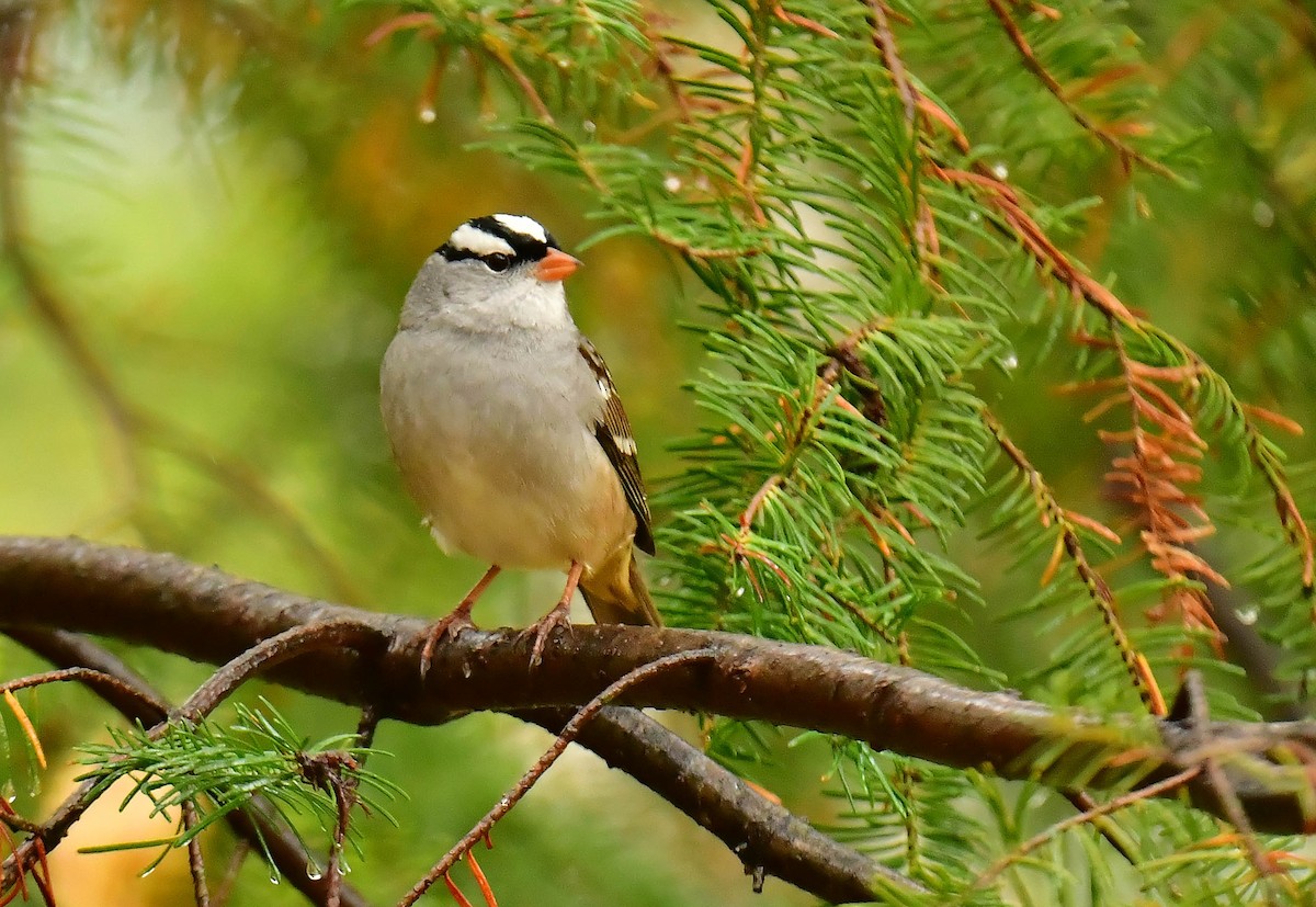 White-crowned Sparrow - ML609710926