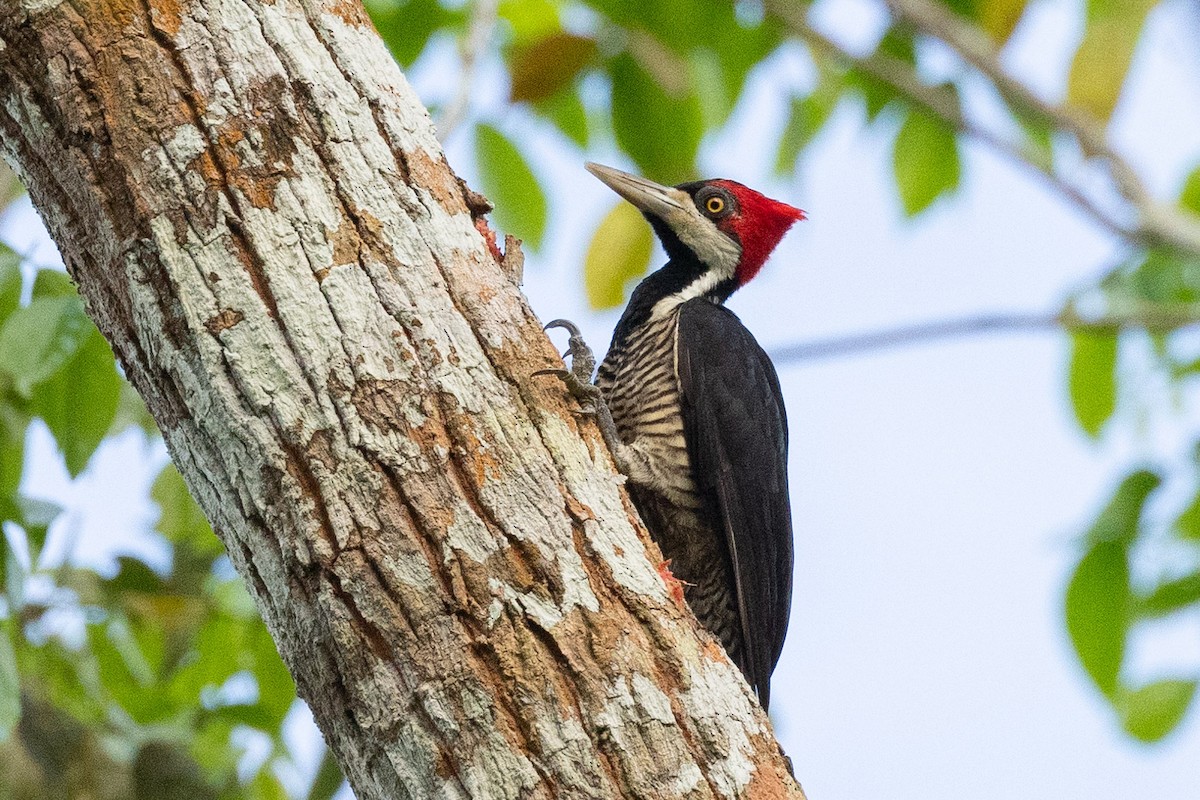 Crimson-crested Woodpecker - Eric VanderWerf