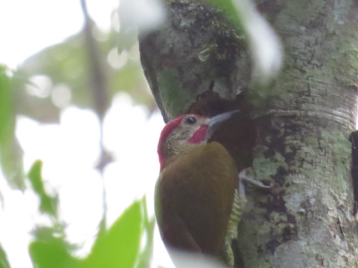 Golden-olive Woodpecker - Robert Broz -GringoTours-Birding tours and more