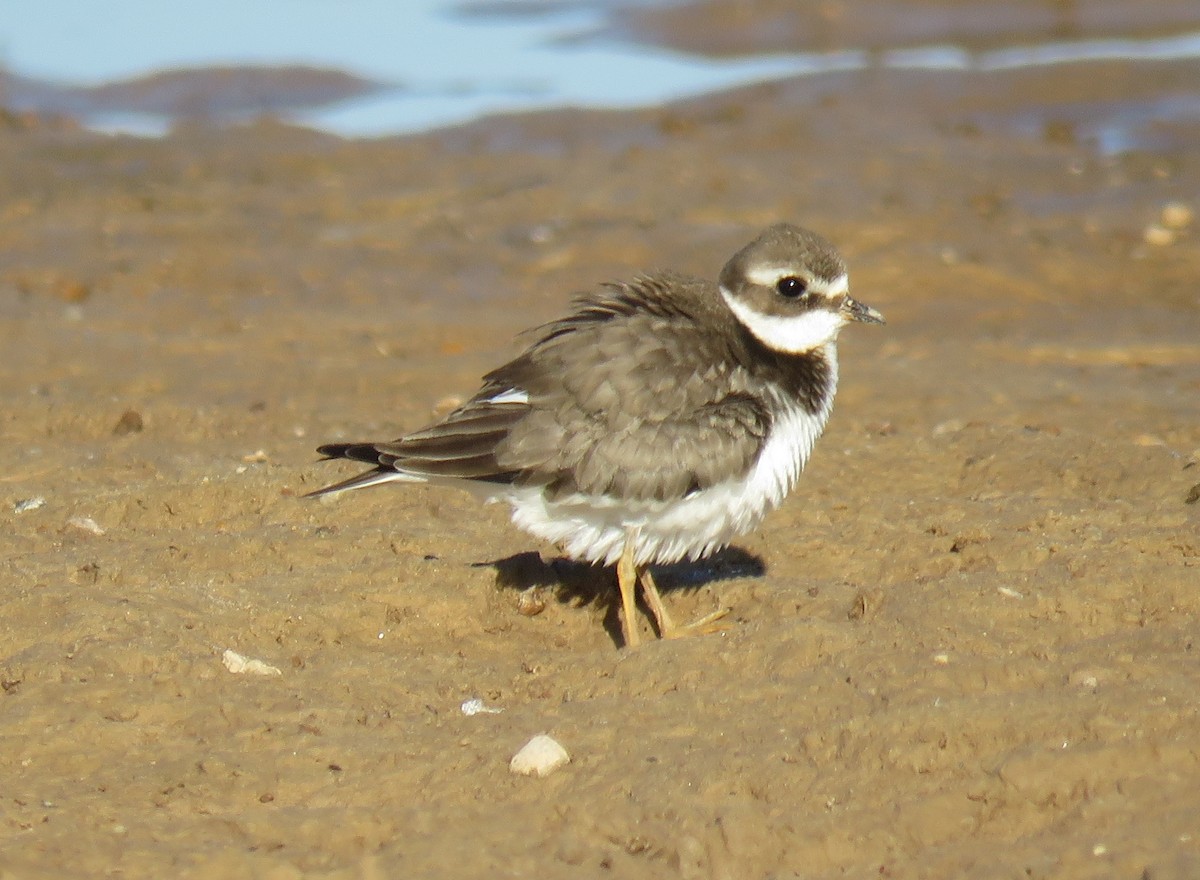 Common Ringed Plover - ML609711930