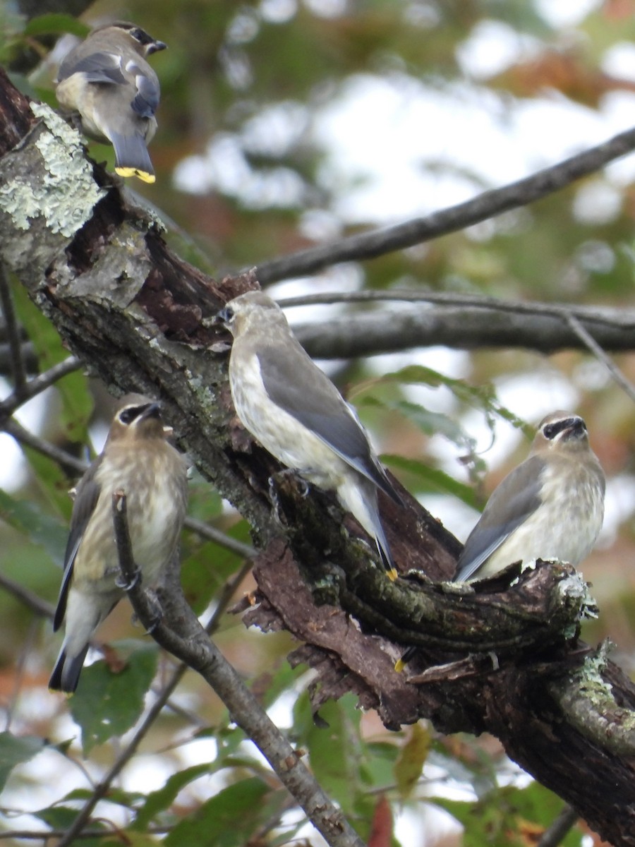 eBird Checklist 7 Oct 2023 Stegner Hill Cemetery 12343 Lincoln Way W, Fort Loudon USPA 9