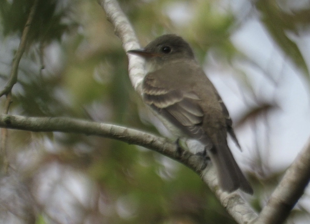 Ebird Checklist Oct Paynes Prairie Preserve Sp Cones Dike Trail Species