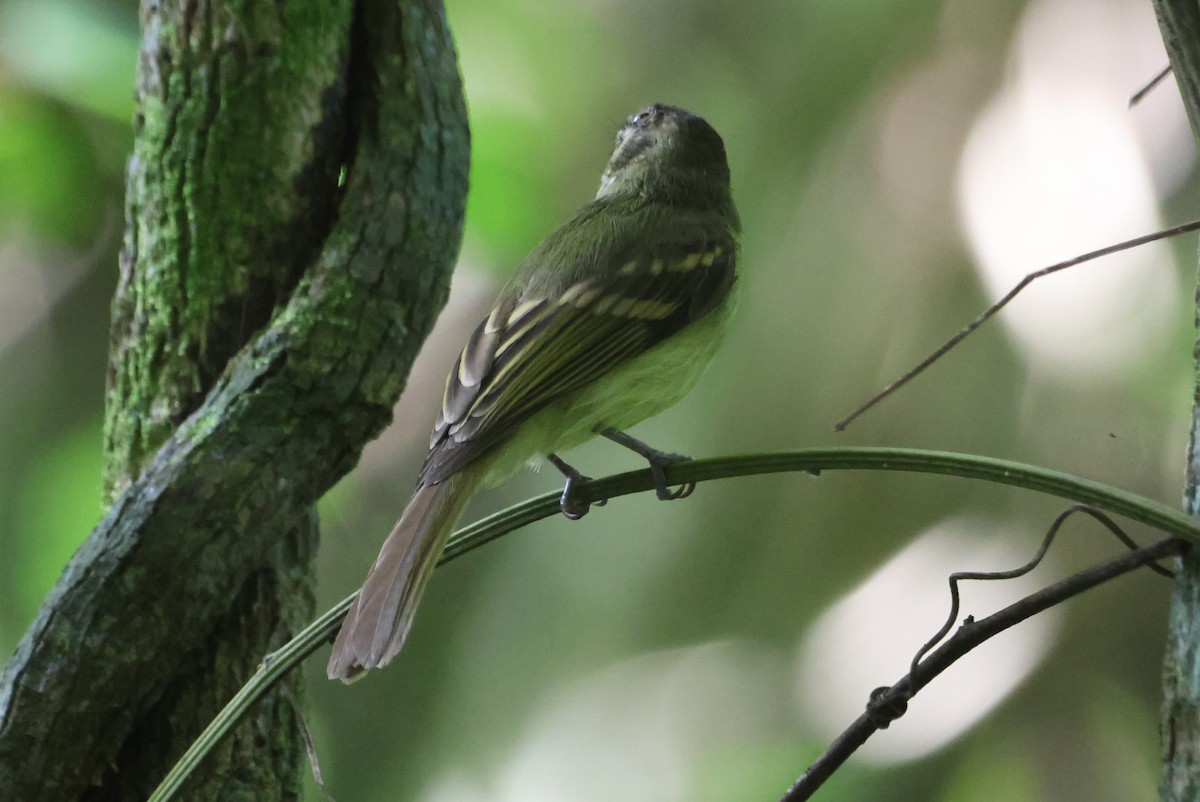 Sepia-capped Flycatcher - ML609712454