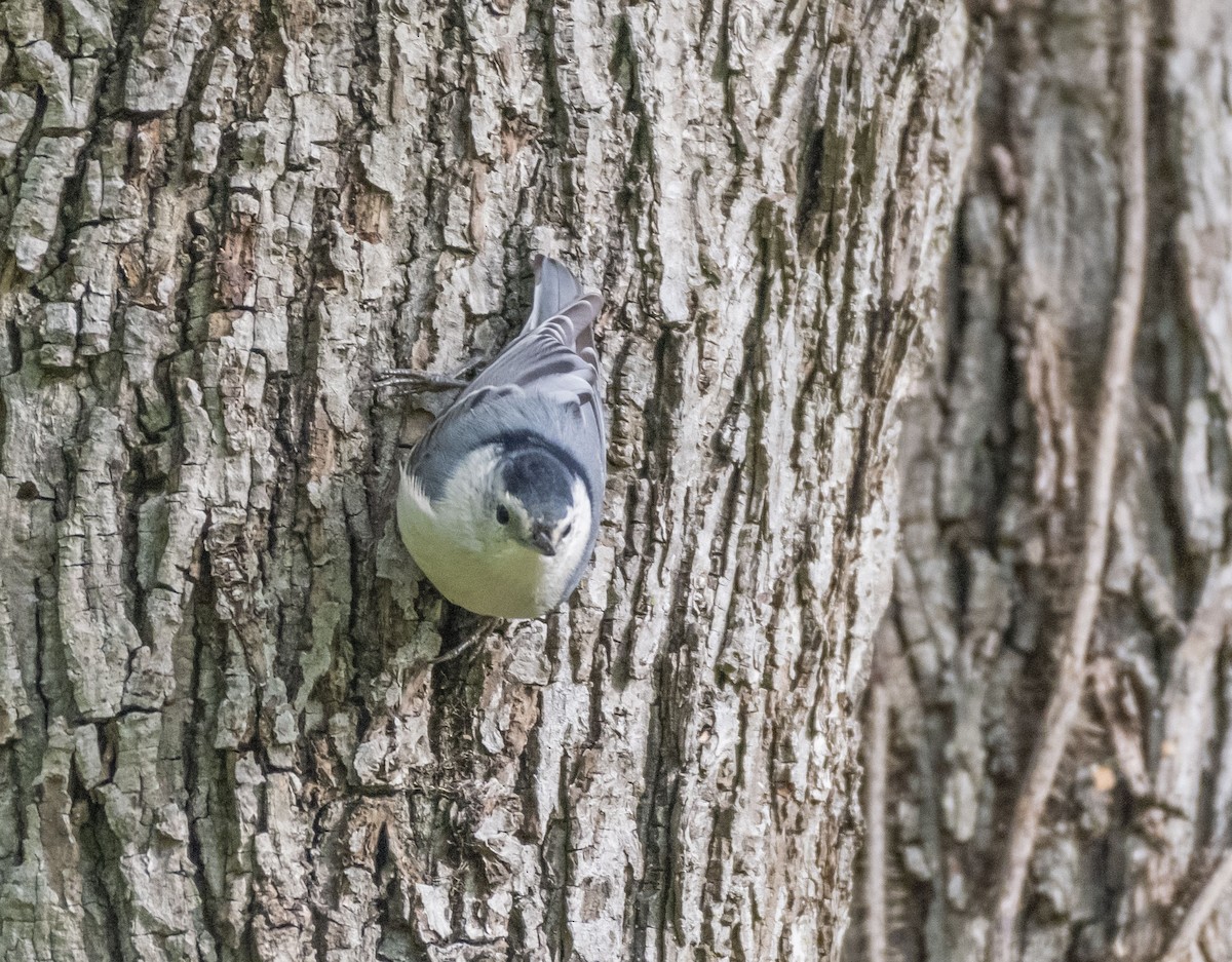 White-breasted Nuthatch - ML609713117
